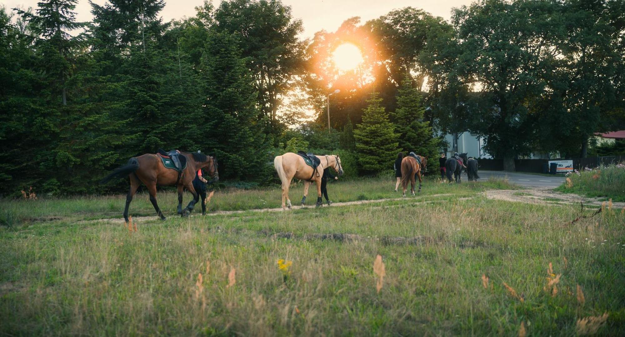 Pod Debami Domki ,Pokoje,Nauka Jazdy Konnej Sarbsk Obok Leby Exterior foto